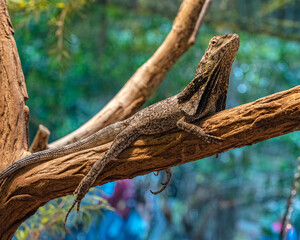 Frilled neck lizard (Chlamydosaurus kingii) on a tree branch.