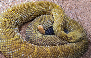 Mexican West Coast Rattlesnake or Mexican Green Rattler (Crotalus basiliscus), venomous snake, native to the west coast of Mexico..