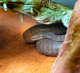 Stimson‘s Python (Antaresia stimsoni) snake, Western Australia
