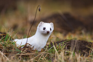 Hermelin (Mustela erminea) im Winterfell