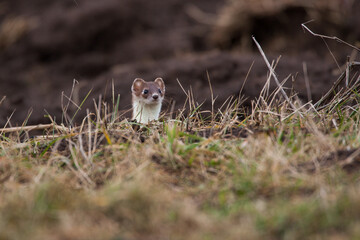 Hermelin (Mustela erminea) im Winterfell