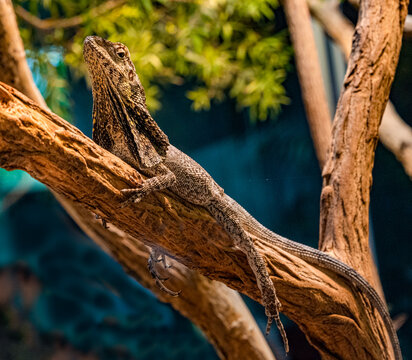 Frilled neck lizard (Chlamydosaurus kingii) on a tree branch.