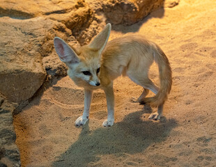 Fennec fox (Vulpes zerda) stands and looks around curiously