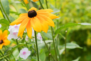 Spectacular ornamental tall plant-hairy rudbeckia, foreground.