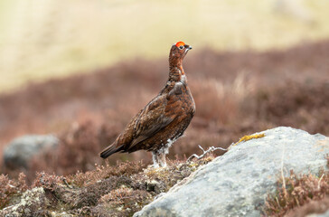 Close up of a male Red Grouse facing right in Springtime, stood on moorland in the Scottish Highlands.  Scientific name: Lagopus Lagopus Scotica. Horizontal.  Copy space.
