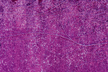 植物が張り付いた壁