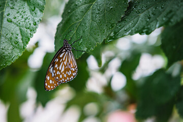 butterfly on leaf