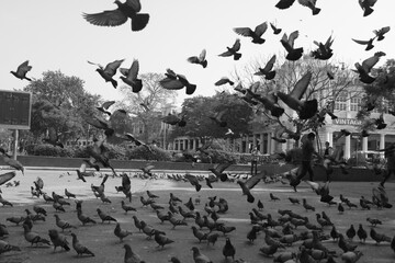 pigeons flying flock of birds