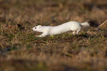 Hermelin (Mustela erminea) im Winterfell