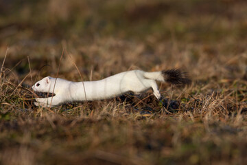 Hermelin (Mustela erminea) im Winterfell