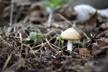 mushrooms in the forest