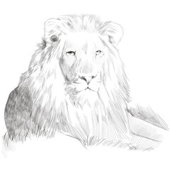 Charcoal lion drawing with white background