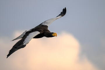 A Kamchatka eagle flies pasture around a falconer.