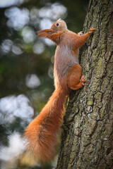 Squirrel runs in the park and jumps on the trees.