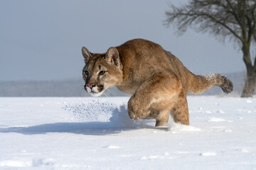 The cougars are playing in a snowy meadow.
