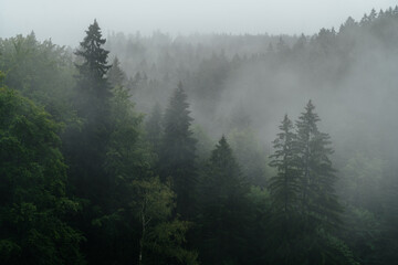 Drzewa we mgle, góry © Piotr Szpakowski