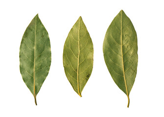 Dried bay leaves isolated