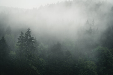 Drzewa we mgle, góry 