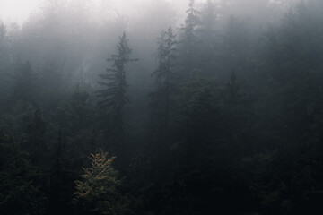 Fototapeta Drzewa we mgle, góry  obraz