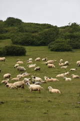 Fototapeta na wymiar flock of sheep on a meadow