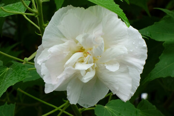 蠟梅のような庭のフヨウの白い花が、愛おしそうに咲き乱れてる