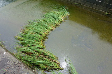 河川増水の濁流になぎ倒された水の中の羅列葦の草草模様 - obrazy, fototapety, plakaty