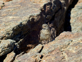 Alpine accentor bird.  Prunella collaris. 