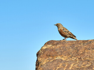 Alpine accentor bird.  Prunella collaris. 