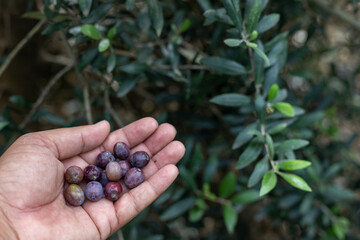 Naklejka na ściany i meble Picking olives fruit from a tree and holding them in hand for examining