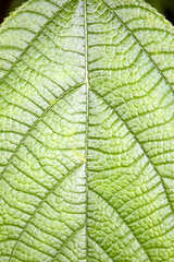 Naklejka na ściany i meble Abstract pattern, graceful lines on fresh green leaf. Green life concept. Top view. Close-up. Vertical photo. Selective focus.