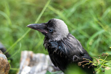 Baby crow in Rain taking cover in the fields with selective focus and blur background