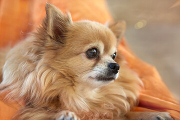 Close up headshot of chihuahua