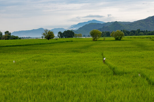 Green rice paddy fields with cloudy sky background of Swat valley in Pakistan
