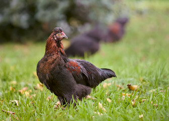 Little red rooster of Poland chick free range in garden