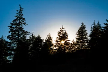 Landschaft des Waldes bei Sonnenuntergang oder Sonnenaufgang. Silhouette von Pinien © senerdagasan