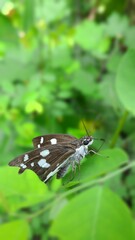 A butterfly on a leaf