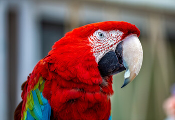 Beautiful Parrot with bright colors