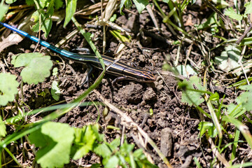 地面を這い回るトカゲ
