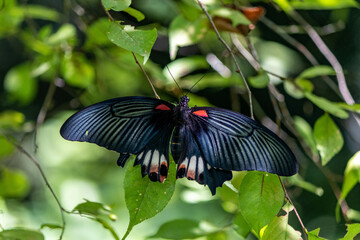 優雅に舞うナガサキアゲハ