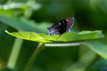 リュウキュウムラサイ蝶