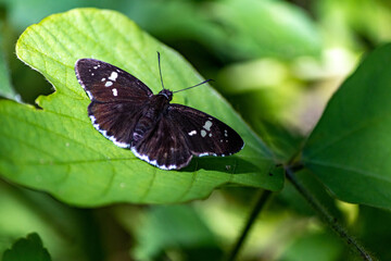 リュウキュウムラサイ蝶