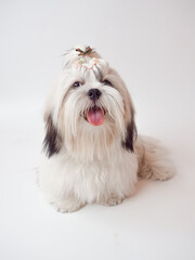 Naklejka na ściany i meble Long haired Shih Tzu puppy on white background