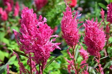 ケイトウ　(鶏頭）