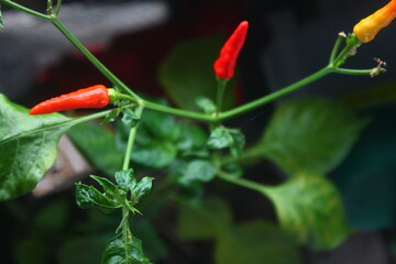 A Plant of Red Chili