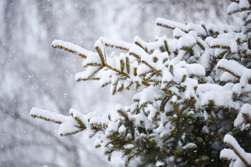 abete nave inverno albero di natale 