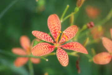 잎이 주황색 아름다운 꽃