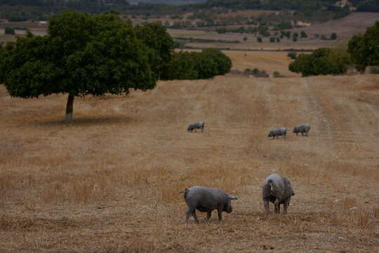 "Porc negre".Son Brondo. Lloret de Vistalegre.Es Pla.Mallorca.Illes Balears.Espa&ntilde;a.