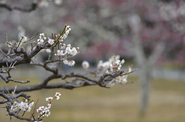 京都　長岡天満宮の梅園の梅