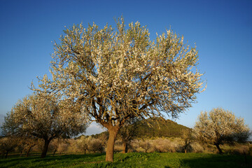 Fototapeta premium Almendros en flor. Albenya. Randa.Mallorca.Islas Baleares. España.