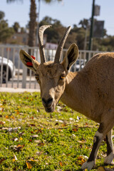 Mountain goat in Mitspe Ramon (Israel)